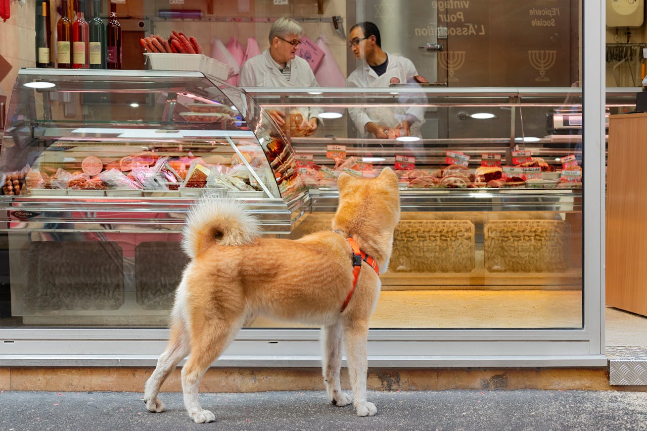 A curious Shiba Inu looks into a butcher shop window displaying meats and workers.