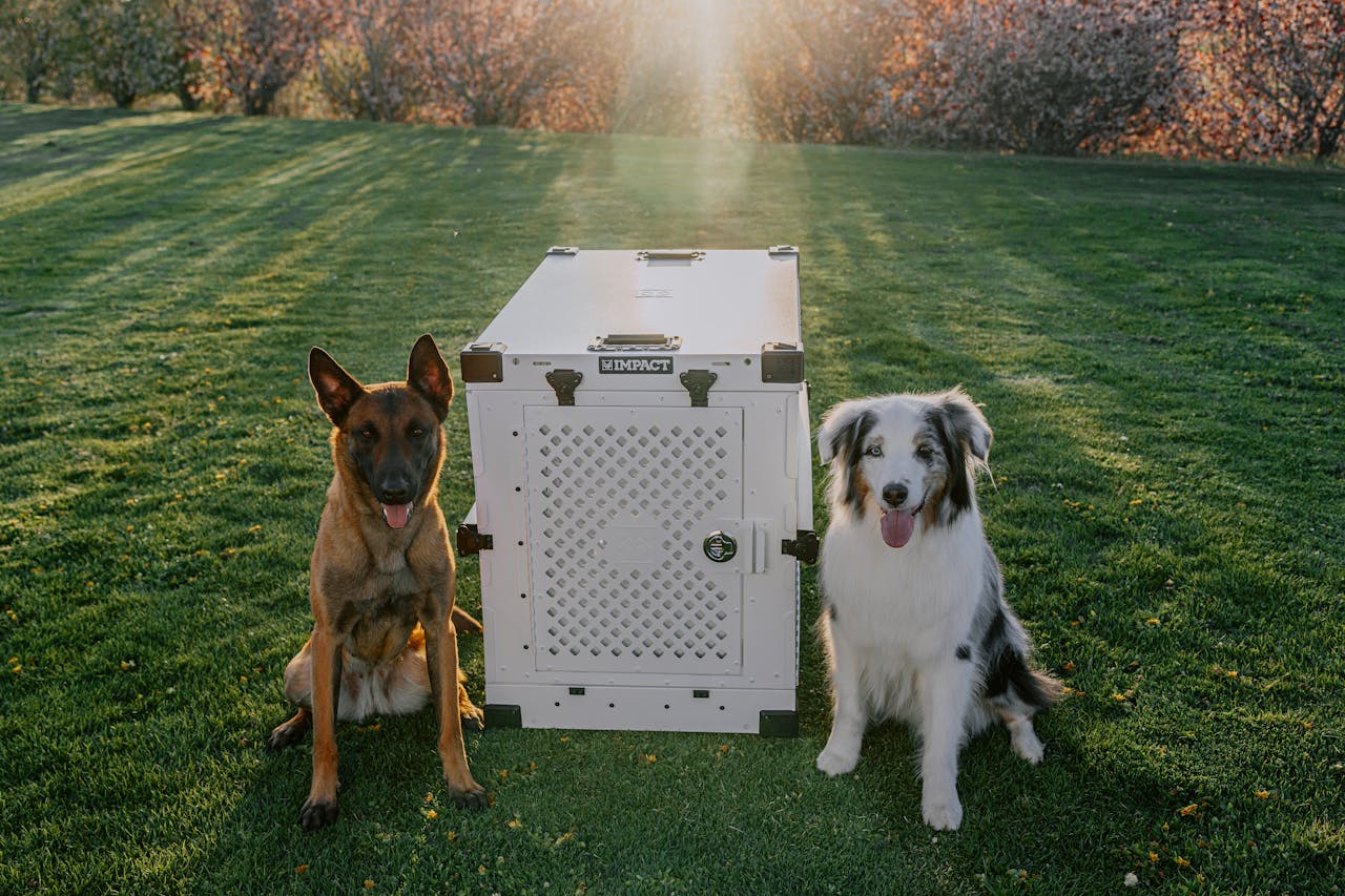 Belgian Malinois and Border Collie beside a dog crate in a sunlit park, enjoying the golden hour.